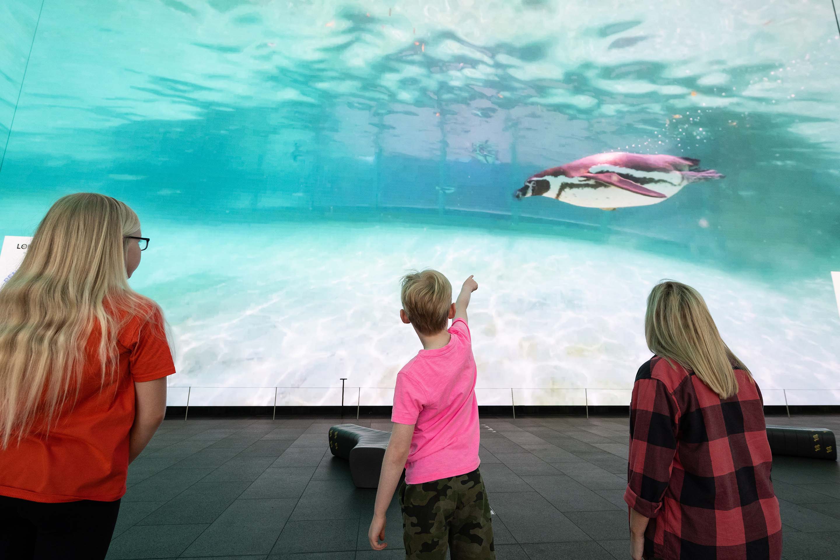 Boy pointing at penguin on Outernet screen